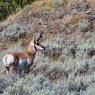 Yellowstone Antelope