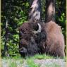 Yellowstone Buffalo