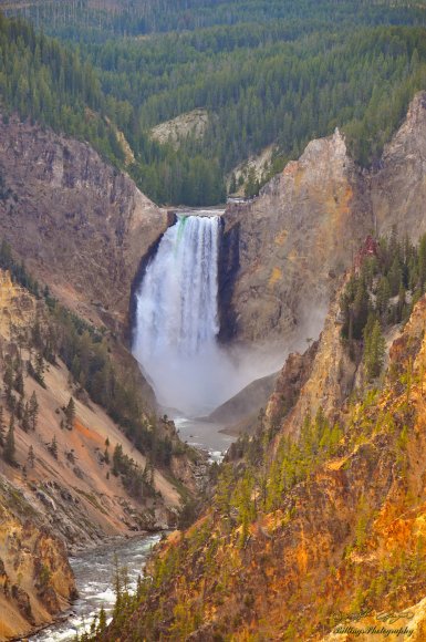 Lower Yellowstone Falls