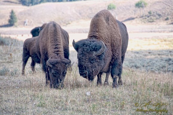 Buffalo