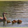 Riverside Park Natives