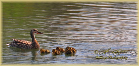 Riverside Park Natives