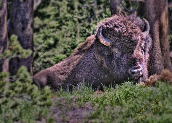 Resting buffalo