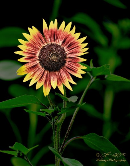 Sunflower1_11x14